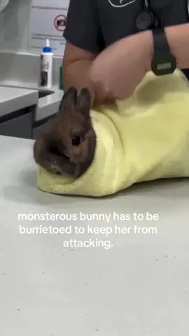 burritoed doesnt sound right with the voice thing i had to mispell.. #spirituality #rabbit 