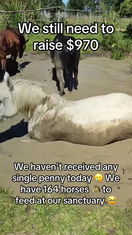 We haven’t received any single penny today 🥹 We have 164 horses 🐴 to feed at our sanctuary.🥲 We still need to raise $970  #savehorses #vetbillfundraiser #horserescue #animalsoftiktok #horsesofinstagram 