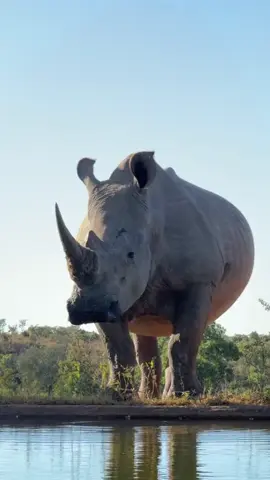 Before VS After Animal Transformation🤯 Animal Transformation: Puppy to Majestic Beast - Witness the beautiful journey of a cute puppy growing into a majestic beast. This short video captures the stunning stages of animal growth, showcasing nature's incredible evolution from pet to wild animal. Don't miss this amazing transformation! #AnimalTransformation #PuppyToBeast #Viral #Trending #CuteAnimals #Wildlife #NatureLovers #AnimalGrowth #PetToPredator #BeautifulNature #AnimalEvolution #WildAnimal #NatureVideo #AmazingTransformation #AnimalJourney #eagle #rhino #komodo