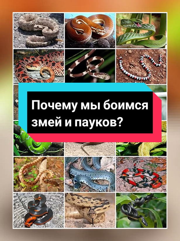 Почему мы так боимся змей и пауков, даже если они маленькие? #эволюция #биология #пауки #змеи #наука 