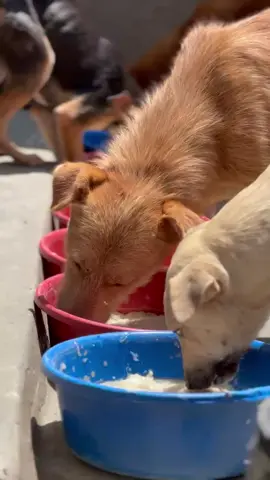 #goviraltiktok #fyppppppppppppppppppppppp #AnimalLovers #following #KindnessMatters 