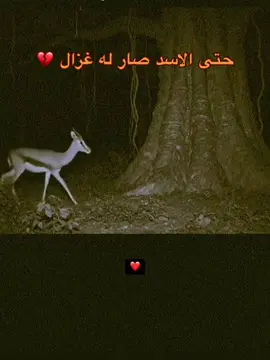 حتى الاسد صار له غزال 💔#اللحن_الحزين💔 #مشاغب_نجران #اللحن_الحزين💔😴 #اكسبلورexplore #نجران_الان @اللحن الحزين✔️ 