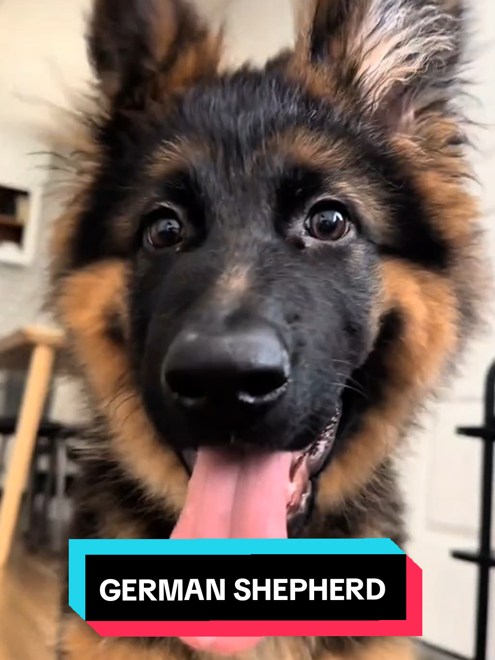 #LiveOutlandish #germanshepherd #germanshepherdsoftiktok #gsd #gsdoftiktok #dog #dogsoftiktok #usa 
