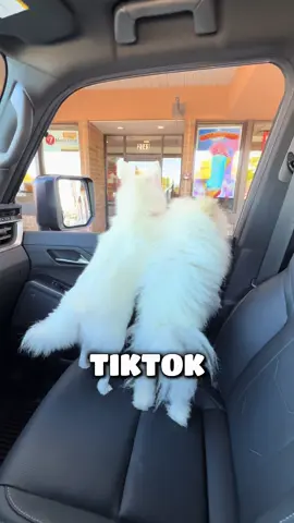 Should we make a TikTok with this dude? #cutepuppy #puppy #poms #pomeranian #dogsoftiktok  @Touchofcloudspom 