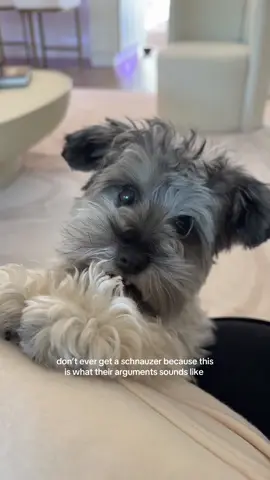 And prepare to lose every time  #schnauzersoftiktok #schnauzer #toyschnauzer #minischnauzer #teacupschnauzer 
