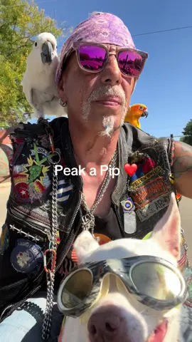 #FYP #BirdmanBobby1 #CockatoosOfTikTok #conuresoftiktok #RescueAnimals #chihuahuastiktok #chihuahua 