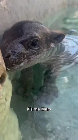 Mars has something he would like to tell you.  We are limiting them for now-so you better grab one quick if you want one.  https://www.cameo.com/marsthepygmyhippo?qid=1759179853&aaQueryId=e52296ece500812b0dcdbe53d8317b2e