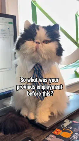I may have misinterpreted the question, but honestly, the penguin (wait for the end) was irresistibly cute, and I just had to bring it home 😹. #waitforit #catcomedy #catsoftiktok #cutecats #persiancat 