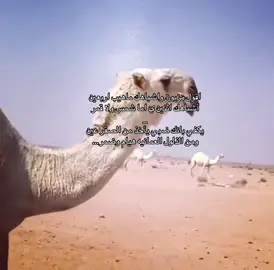 اقول مزيون وأشباهك ماهيب اربعين#عطايا_الله🐪 #الوضح #ارشيف #قديم #الصفر 