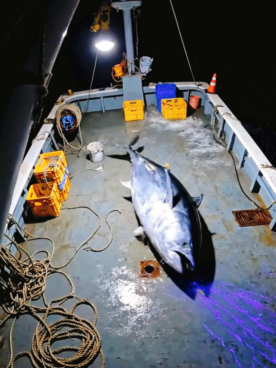 Giant tuna #tuna #fish #sea #boat #漁船 