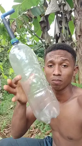 como capturar abelha Jataí #abelhas #jatai #mel 