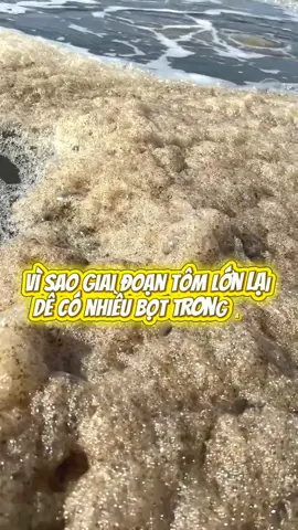 Vì sao giai đoạn tôm lớn thường có nhiều bọt trong ao?#nuoitom #nuoitomcongnghecao #nuoitomthanhcong #thuysan #tomthe 