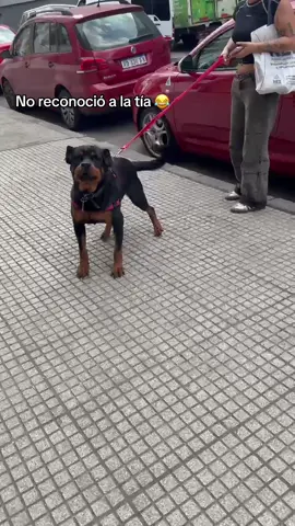Lo más hermoso de tener un rot es lo leales que son a su familia ❤️‍🩹 #rottweiler #fyppppppppppppppppppppppp #mascotas 