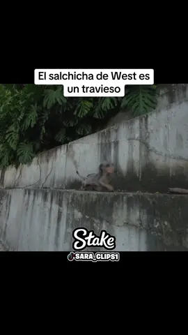 #westcol 