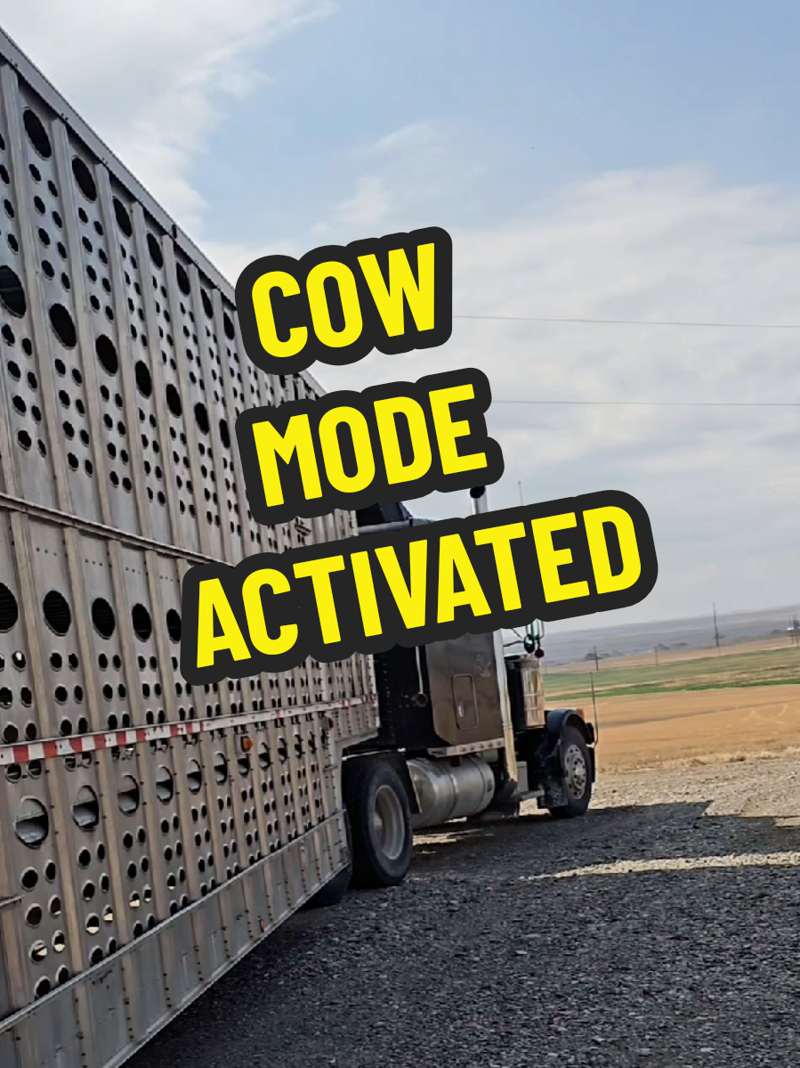 Switched from. Farming mode to Cow mode over night.  50 loads of cows to bring out of the mountains before the 10th of October.  #farm #cow #busy #fyp 