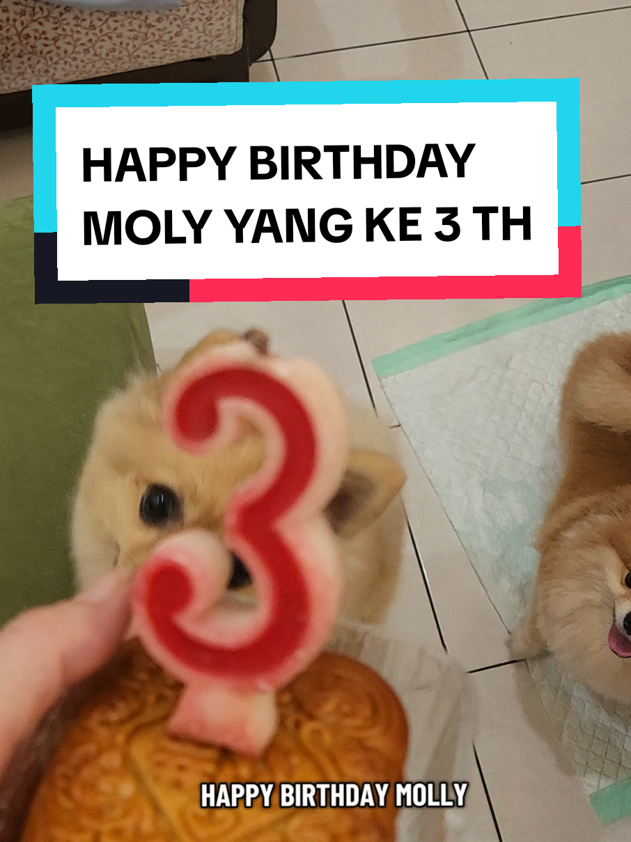 HAPPY BIRTHDAY MOLY  #happybirthday #happy #ulangtahun #panjangumur #anjinglucu 