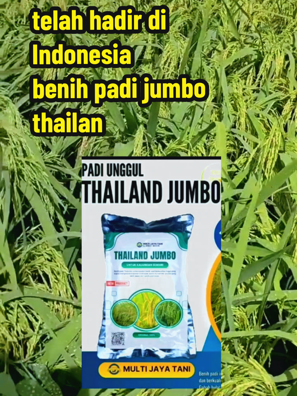 benih padi jumbo thailan 💯 solusi untuk meningkatkan hasil panen #benihpadijumbothailan #benihuntukmeningkatkanhasilpanen #fyp 