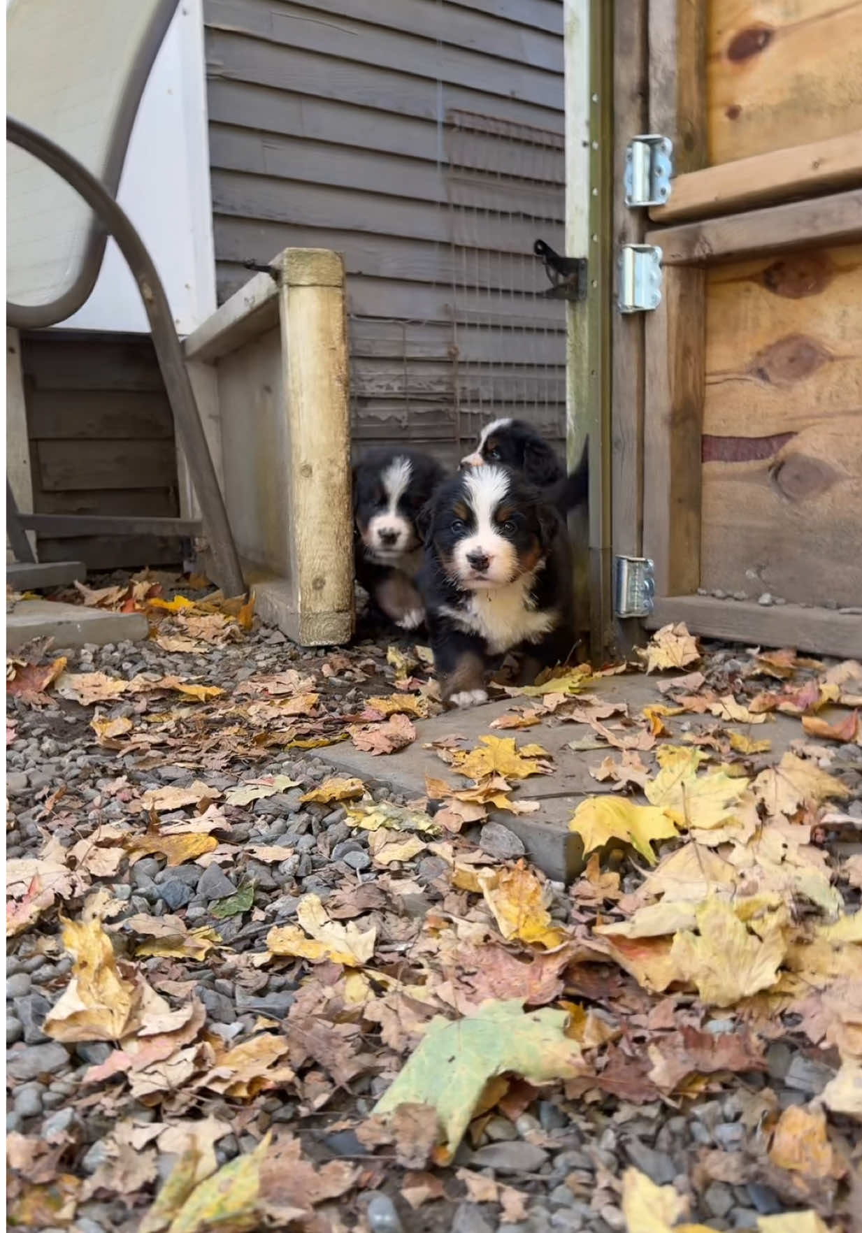 Jailbreak for the puppies! 🫶🏻🥰❤️ #bernesemountaindog #alpenspiritbernese #puppies #puppyholic #dogsoftiktok 