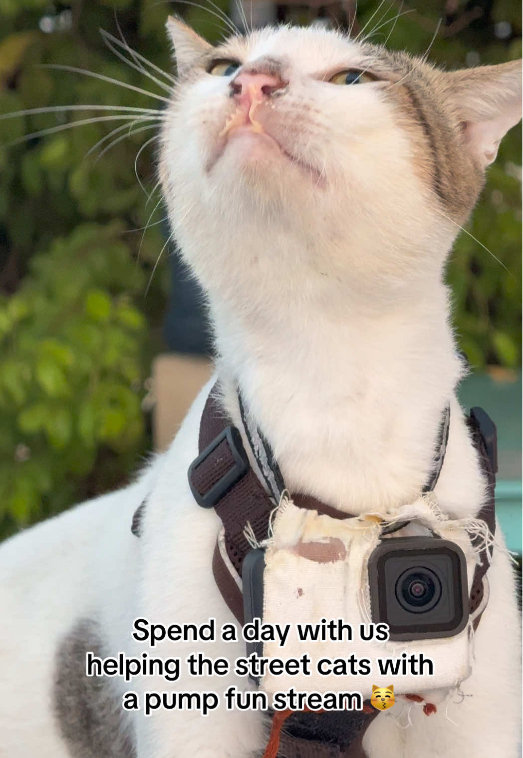 Spend the day with us and follow us on X (GoProCatx) for daily updates 🐱  #straycats #pumpfun #crypto #gopro #streaming 
