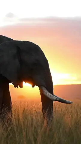 When the sun rises the heavens open, the paradise awakes , birds sing the sounds of nature , ask us about Tanzania and we are here to inform you, DM SAFARI and let’s plan your unforgettable Tanzania Wildlife Safaris.  Book now for a 8 day Tanzania Regular Wildlife Safari, This tour takes you to the Northern circuit Wildlife Safaris , Visiting the Tarangire,Lake Manyara, Serengeti National Parks and Ngorongoro Crater. Detailed  ✅Day 1: Arrival & Pick Up ✅Day 2: Lake Manyara National Park ✅Day 3: Transit to Serengeti National Park ✅Day 4 & 5 : Full days Serengeti National Park ✅Day 6: Serengeti Np to Ngorongoro Conservation Area ✅Day 7: Ngorongoro Crater and Drive to Tarangire Np ✅Day 8: Tarangire National Park and Departure. your Safari Now!  Contact: WhatsApp📩📞254 745861688  Email 📧:curioussafariss@gmail.com  #wildlife #nature #curioussafaris #birds #saudiarabia 