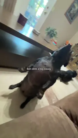#benslink #dog #dogsoftiktok 