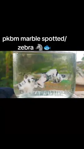 kulang sa groom 🥺 #pkbm #mollykeeperphilippines #ballonmollykeeper #fishkeeper #fishlover 
