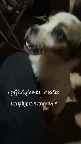 នាង :ព្រោះអូនមិនមែនជាឆ្កែ 💔 #fyp #hurt #foryoupage 