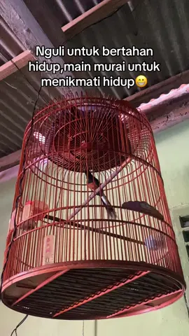Butuh Bodrex juga maenmurai😂 #kicaumanianusantara #kicaumania #cendetmaniaindonesia #muraibatuindonesia #muraibatumania 