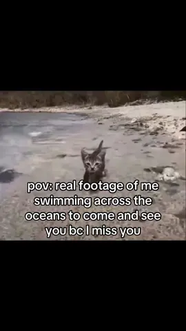 #cat #catsoftiktok #relationships #ilovemygf #fyp 