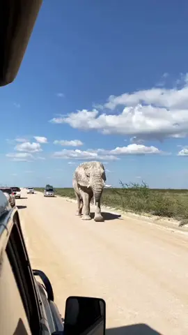 In the heart of Etosha, giants roam the salt plains. 🐘 These aren’t ordinary elephants — they’re the famous white bulls, their dusty coats painted pale by the salt pans of Namibia. Strong, calm, and wise, they move with a presence that silences the savanna. Watching them reminds you that Etosha isn’t just a national park — it’s a kingdom where nature still writes its own story. 🌍✨  #usa🇺🇸 #japan #australia #britain #spain 