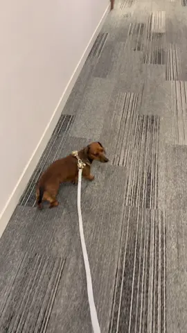 No broke toys 🧸 #dachshund #fyp #nobrokeboys #abcxyz 