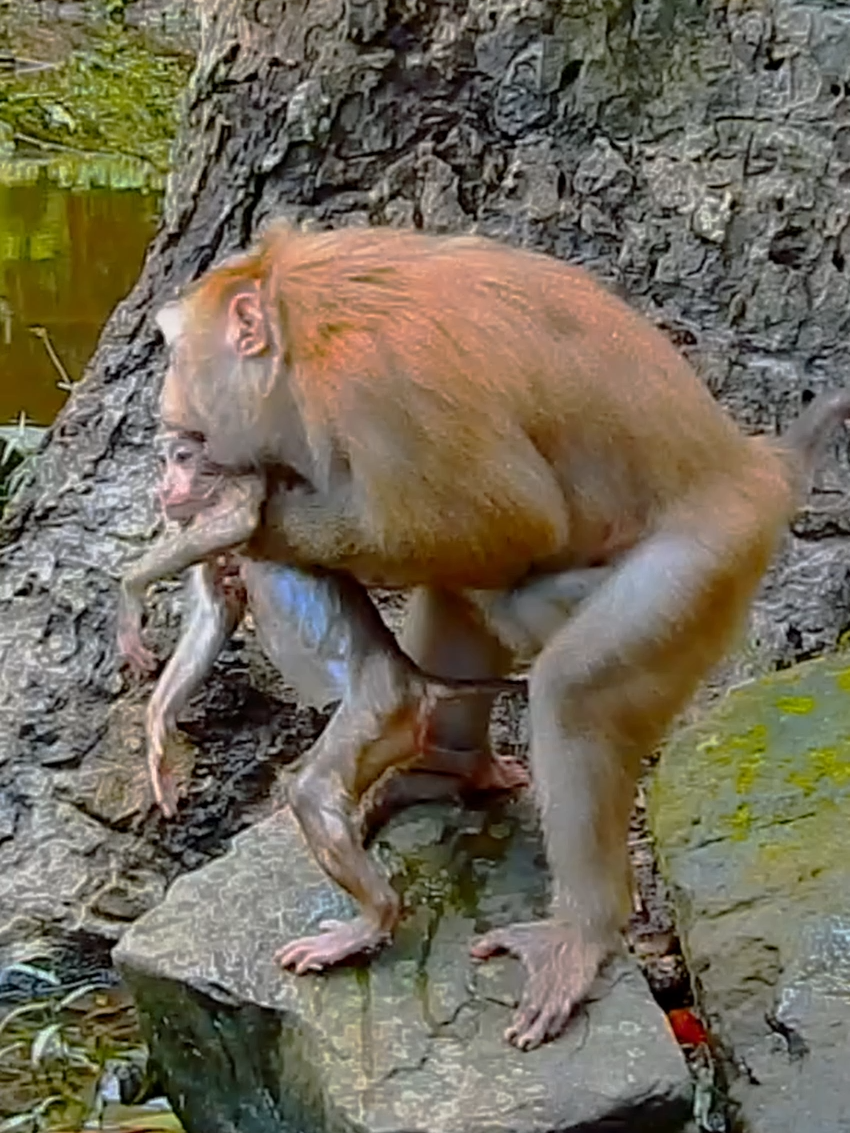 #babymonkey #adorable #monkey #cutemonkey #animals #cute #funnymoment #Funnytiktok