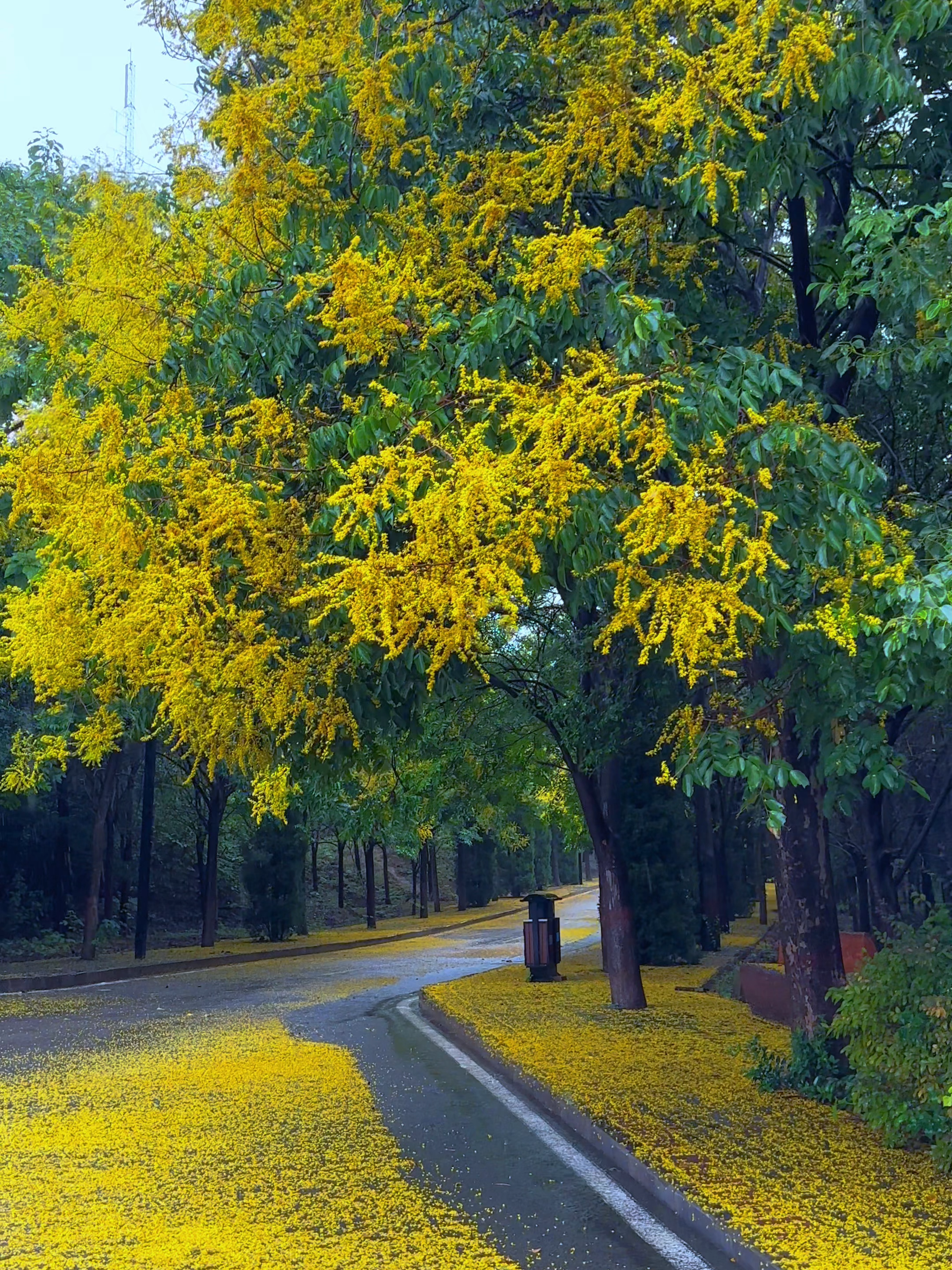 Koelreuteria paniculata road glowing with yellow flowers 🌼🌳 #naturelover #flowerroad#trending#vira