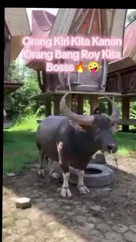 Al In Bos Padatindo 🔥🤪#infokpts #pencintatedongsila#kptstoraja🐃🐃 #komentator #CapCut 