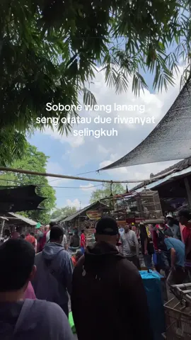 Dolane wong setia ki bolo 🙋‍♂️🥰#fypシ゚viral #kicaumaniaindonesia #muraibatuindonesia #sogonmaniaindonesia 