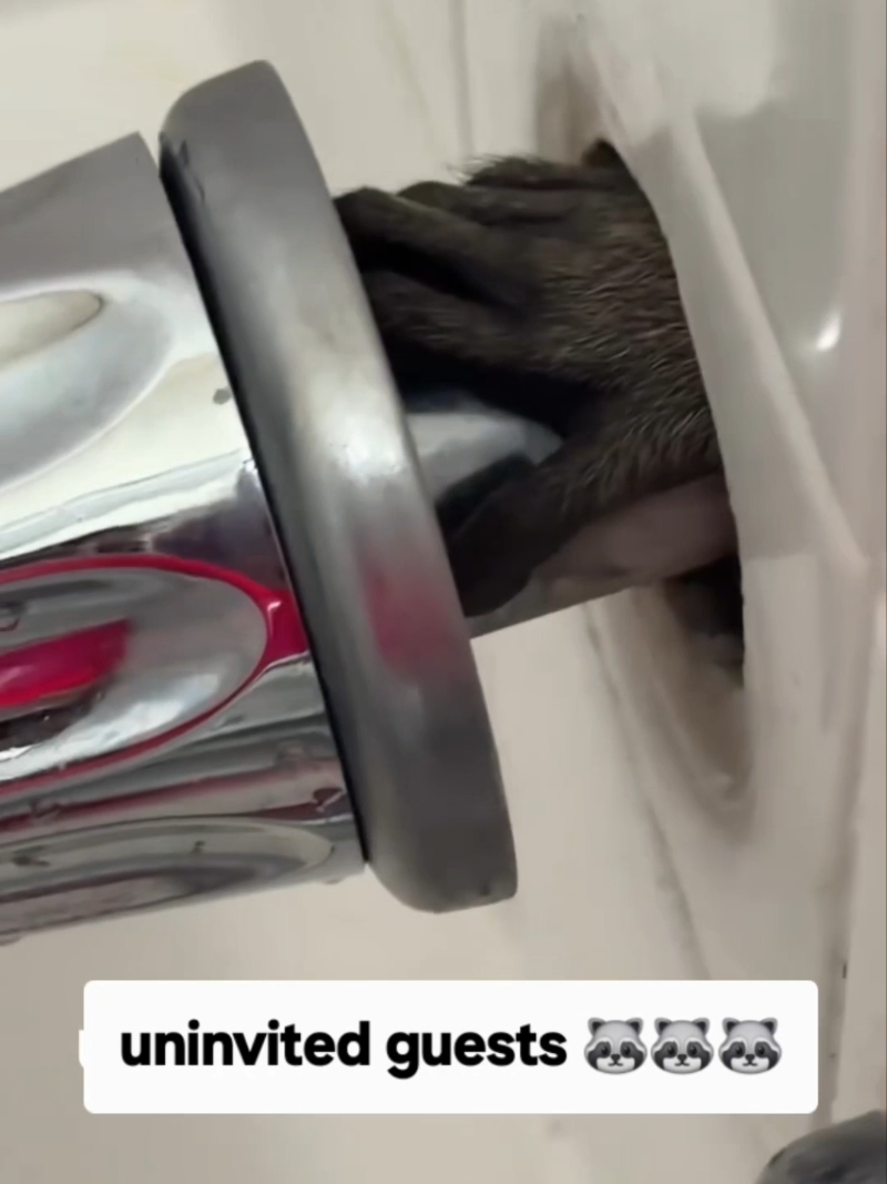 Uninvited guests #creatorsearchinsights #raccoons #bathroom #trouble #noway 