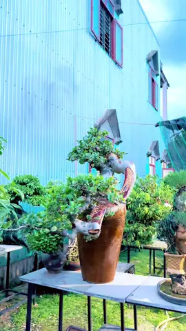 Quýt rừng vườn nhà #câycảnhbonsai #quýt rừng#bonsai 