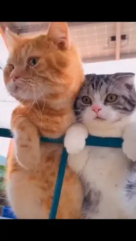 #foryou #foryoupage #Love #cat #viral 