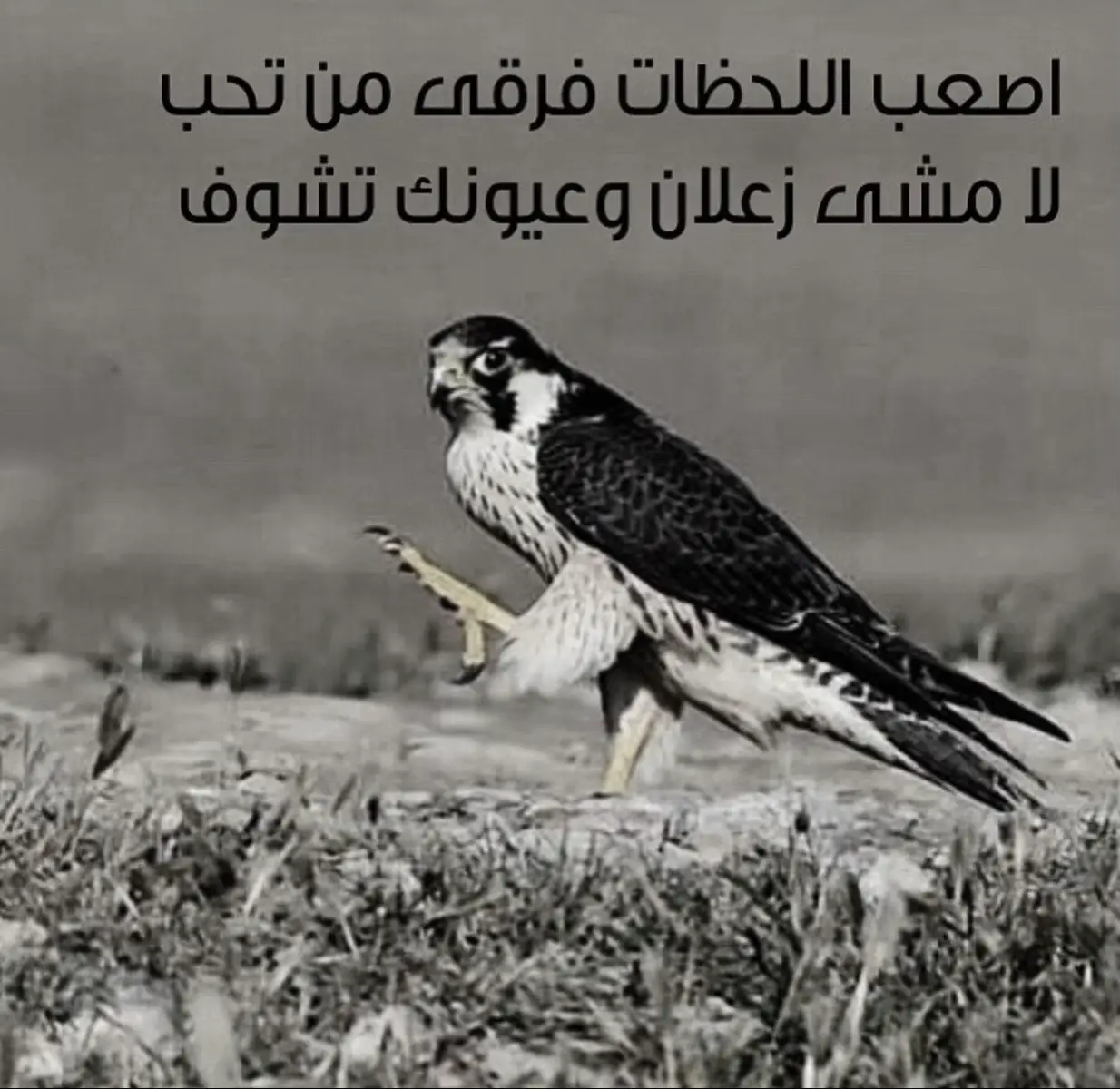 #اكسلبور #مجرد________ذووووووق🎶🎵💞 #بوح #🇸🇦 
