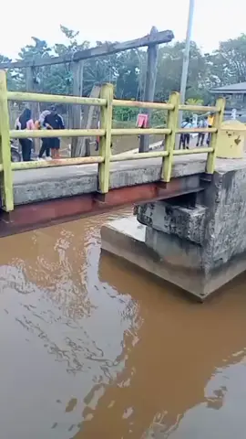 orang tua