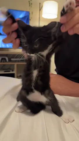 He’s talented!! #halloween #fyp #catsoftiktok #creatorsearchinsights #dance 