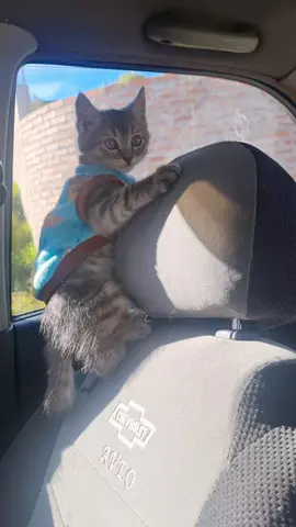 Michi peligro ☺️ 🤩 🐱 ❤️ 