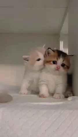 Love ❤️ #catlover #catsoftiktok #cute #kitten #catbaby 