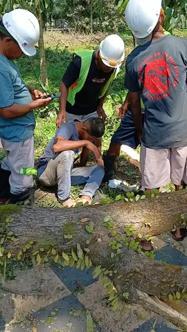Petugas J4tuh dari Crane Saat Pemangkasan Pohon di Kawasan Pemerintahan Halmahera Utara #fyp #news #viral 