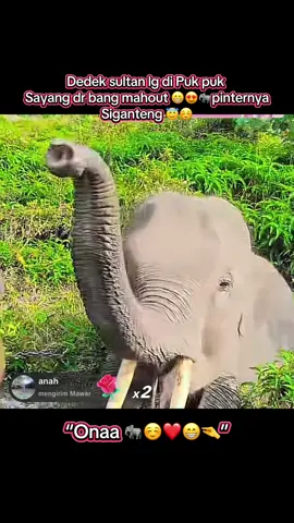 Dedek Sultan☺️❤️🐘#elephantlover #gajahviral #elephants #gajahsumatera #elephant 