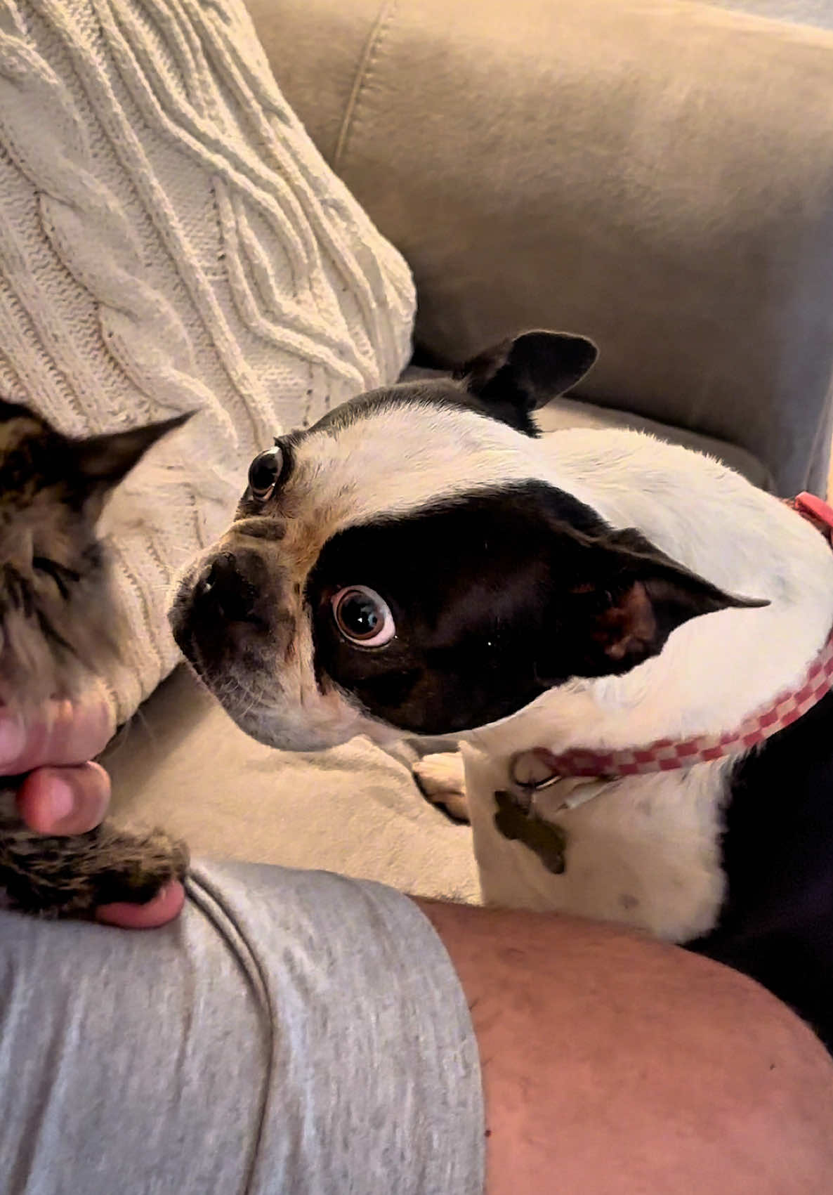 Dog Meets Kitten 👀😭 #bostonterrier #mainecoonkitten #dogsoftiktok #catsoftiktok 