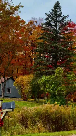 #creatorsearchinsights #autumn #autumnvibes #fallincanada #foryou 