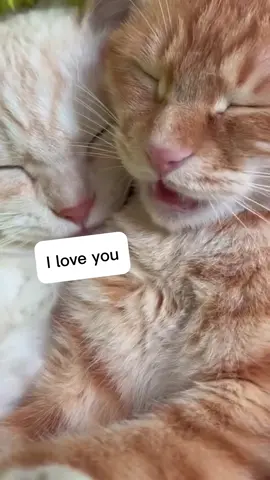 Watch this cat conversation and see how those cats love one another and adore each other 🥰💕 #cat #cats #catsoftiktok #Love #teampet 