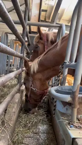 I want you all to know.. Sam is fighting but his prognosis is guarded. Around 11pm last night I got the call that in order to save Sam’s life.. he would need colic surgery. I swore after Meadow I wouldn’t do a colic surgery on one of these big older kids. I also knew in my gut I didn’t mean that.  You see when a horse or any animal comes here to HHHH… they are my kid. I can’t have human children.. so I will give my soul to save our animal children.. every single time. HHHH is still partially funded by me. I bartend on The Weeknd’s and work extra as needed. So a $10,000 colic surgery is not something we have just laying in the bank.. and surgery is not always an option depending on prognosis. But I am blessed beyond words to have a team of drs who I am very close with.. and they will tell me the odds.. and if there is a good fighting chance.. then we fight.  And so Sam underwent a lengthy surgery. It took almost all night.. and then he had a rough recovery this morning. But eventually.. he made it to his feet.  Draft horses do not anesthetize well and when they are down for a long time in surgery.. it takes their muscles a while to gain their strength back.  . . I do believe Sam can pull through this. Sam is named after a special young man who is survived by his beautiful momma and is our Sam’s guardian angel.  We need everyone’s help to go towards Sam’s surgery and hospital stay. Please. Between all platforms we have raised just over $4,000. I am guessing we will be close to a $12,000 bill by the end of his stay. If you would like the hospitals number to donate directly there please message me.  No matter what happens.. I’ll never regret trying. Because he deserves this chance. He gave his life to work hard for humans his entire life… I will give him everything I have in  I did not sleep much last night and today has been full of anxiety.  There is light at the end of the tunnel though.. we have a happy announcement for tomorrow.  In the meantime.. sending big hugs to all of Sam’s drs and hospital staff. And hugs to all of you HHHH family.  . . #lifeofrescue #horserescue #drafthorse