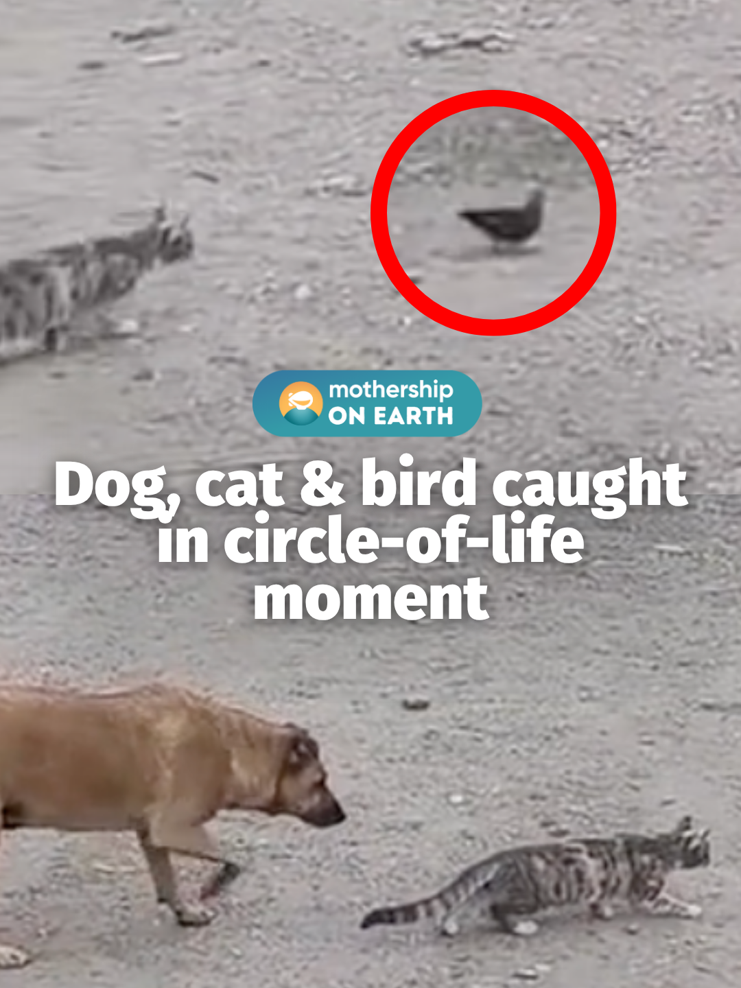 sufferin' succotash! #looneytunes #cat #dog #bird